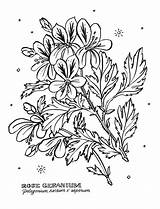 Coloring Botanical Pages Prev Next sketch template