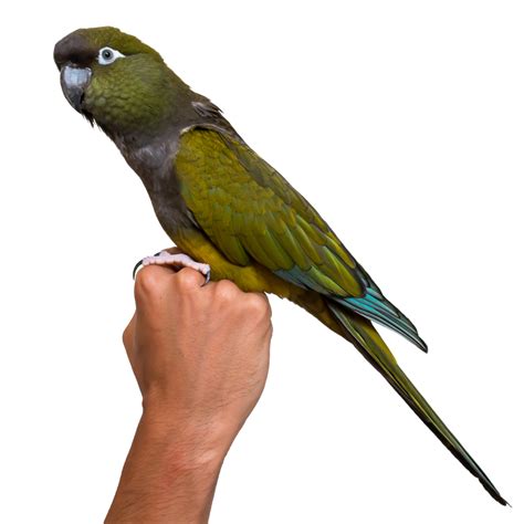 patagonian conure health personality colors  sounds petguide