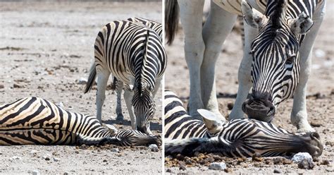 tragic video of zebra trying to revive female who died giving birth