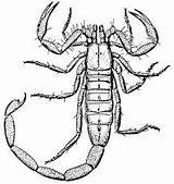 Scorpion Drawing Desert Coloring Pages Scorpions Line Drawings Animals Scorpio Animal Aquarius Sketches Cute sketch template