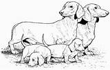 Coloring Dachshund Dog Pages Weiner Drawings Colouring Dogs Adult Teenagers Animal Da Disegni Colorare Beagle Coloringpagesforadult Choose Board sketch template
