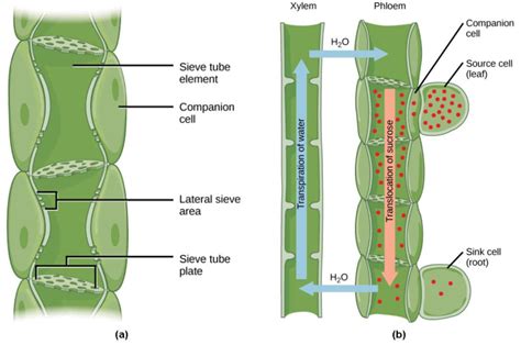 difference  xylem  phloem