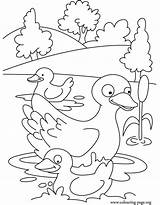 Coloring Duck Pages Duckling Ducklings Ducks Colouring Mother Swimming Printable Quack Kids Ugly Swim Her Way Make Omalovánka Animal Popular sketch template