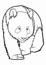 Pandas Coloriage Justcolor Animale Stampare Everfreecoloring Coloriages sketch template