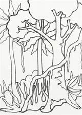 Rainforest Coloring Pages Amazon Drawing Easy Scenery Jungle Forest Trees Rain Sketch Template Treasures Wild Drawings Getdrawings Paintingvalley Color Templates sketch template
