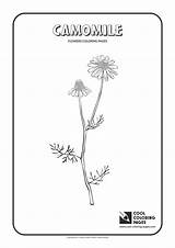 Coloring Pages Cool Camomile Print sketch template