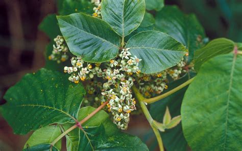 common myths  poison oak poison ivy  poison sumac wssa