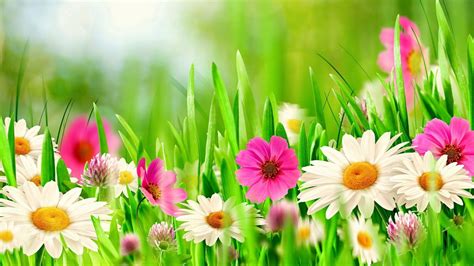 spring theme wallpaper  images