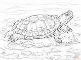 Coloring Turtle Slider Red Pages Eared Drawing Terrapin Turtles Super Printable Reptiles Supercoloring Sheet Drawings Kids Colouring Tortoise sketch template