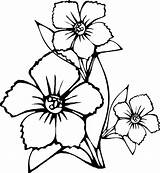 Coloring Pages Flower Wild Printable Getdrawings Wildflower sketch template