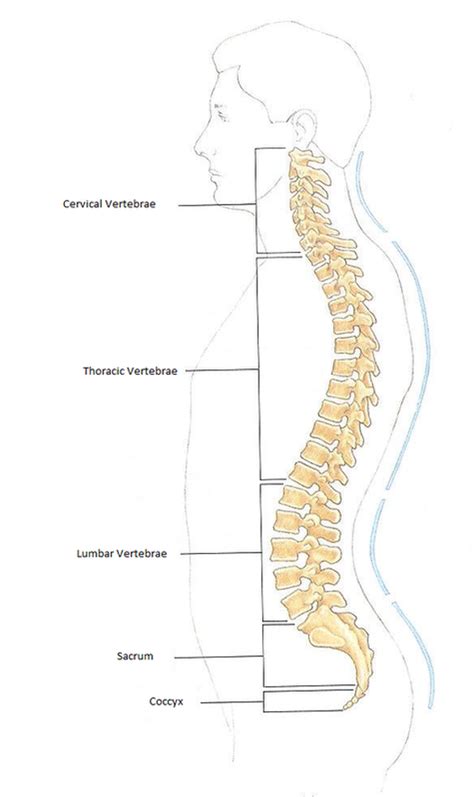 vertebral column bens anatomy website