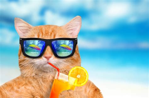 funny summer wallpapers top  funny summer backgrounds