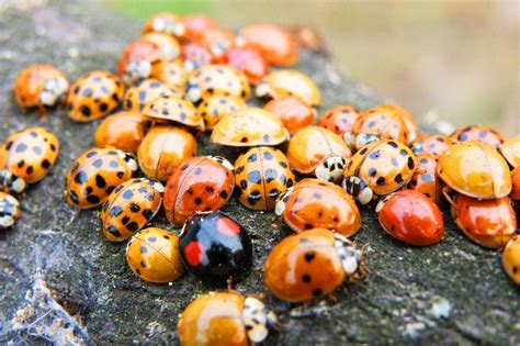 rid  ladybugs ladybug removal methods