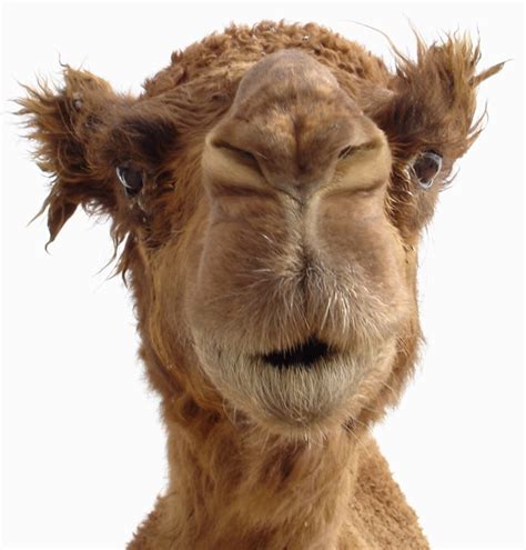 latest funny pictures funny camel face