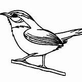 Colorear Pardal Pajaro Turpial Silvestre Ocell Sabia Dibuix Tudodesenhos Pájaro Dibuixos sketch template