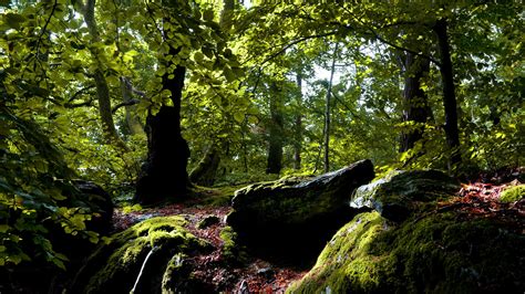 leaves nature landscapes trees forest woods stone rock