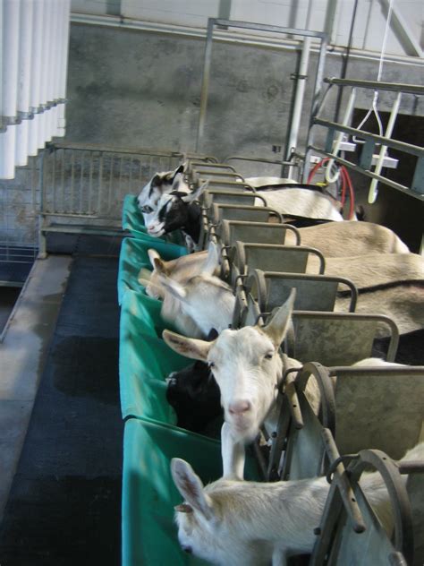 dairy farm chores milking goats