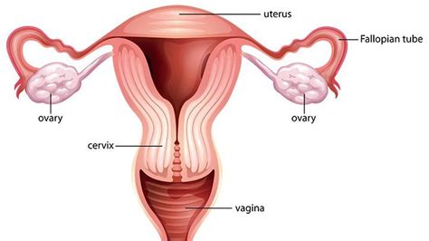 Female Reproductive System Everyday Health