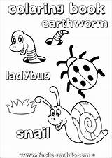 Anglais Escargot Earthworm Ladybug Coccinelle Snail Worm Discussion sketch template