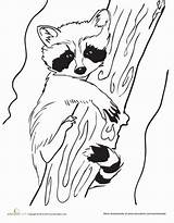 Raccoon Coloring Baby Drawing Pages Line Raccoons Drawings Racoon Animal Craft Colouring Sheets Education Animals Printable Book Worksheet Tree Template sketch template