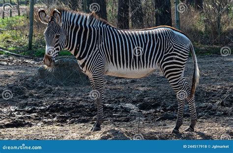 zebra standing  savanna ground curiously    camera   zoo called safari park