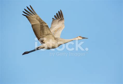 crane flying stock photo royalty  freeimages