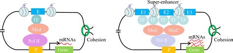 enhancer  superenhancer positive regulators  gene transcription