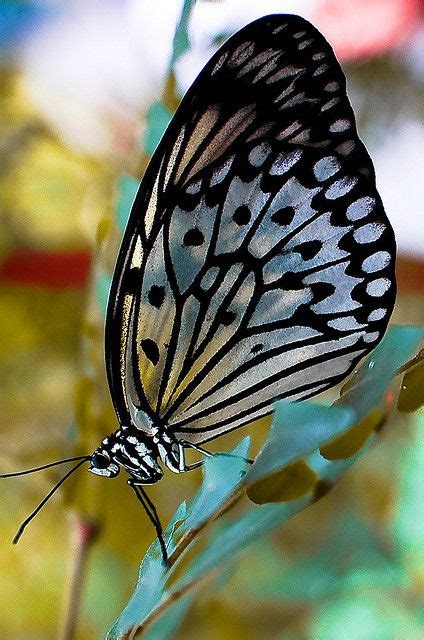 related image beautiful butterflies butterfly black butterfly