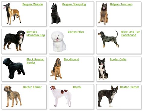 dog breeds list  picture dog breeds alphabetical dogs breeds guide