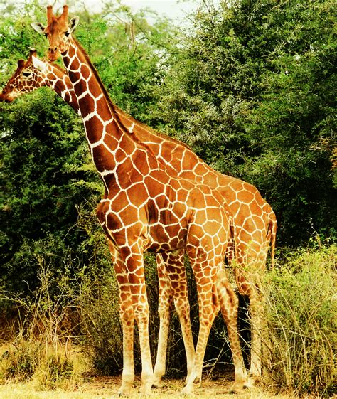 filetwo giraffespng wikimedia commons