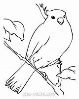 Desene Colorat Pasari Planse Canar Ptaki Canary Salbatice Animale Kolorowanki Fise Kolorowanka Pitigoi Educatia Conteaza Cuvinte Cheie sketch template