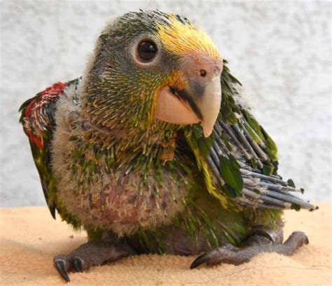yellow headed amazon parrot picture cutest baby animals