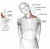 Neck Shoulder Stretches Exercises Tension Pain Shoulders Release Stretch Muscles Stretching Back Cuello Posture Bamail Ba Head Side Behind Exercise sketch template