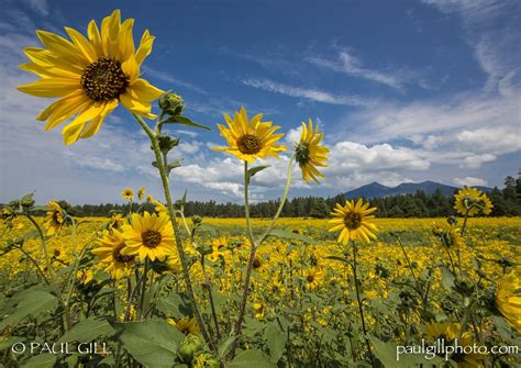 san francisco sunflowers wild  arizona arizona wildflowers wild