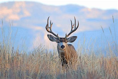 wild aware utah mule deer