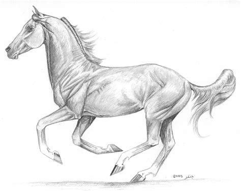 simple horse sketch  paintingvalleycom explore collection