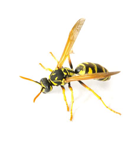 wasps problems pest control long island nyc westchester