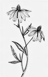 Eyed Susan Tattoo Drawing Botanical Illustration Flower Drawings Daisy Line Coroflot Illustrations Susans Sketches Stencil Flowers Designs Witzke Meghan Printable sketch template