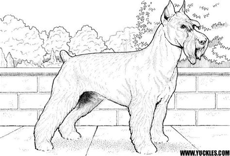 schnauzer coloring page  yuckles dog coloring page farm animal