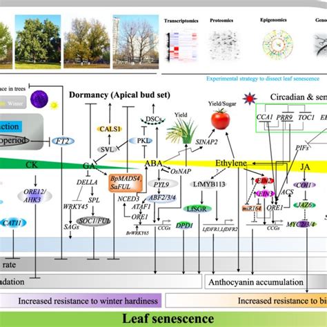 pdf lsd 3 0 a comprehensive resource for the leaf senescence