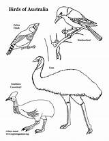 Birds Coloring Australia sketch template