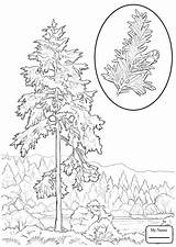 Coloring Tree Hemlock Pages State Washington Redwood Trees Drawing Printable Leaves Western Cougars Color Getdrawings Getcolorings Kids Sketch Library Template sketch template