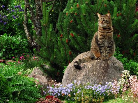 steppe flower wild kitty