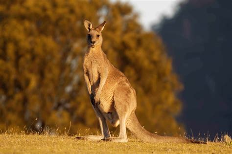 kangaroo facts     jump  action factsnet