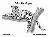 Jaguar Coloring Pages Animals Bunny Lol Print Exploringnature Resolution sketch template