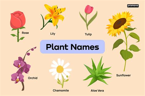 list  types  plants