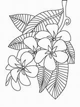 Plumeria Frangipani Getcolorings Hibiscus sketch template