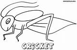 Cricket Coloring Pages Print Animal sketch template