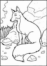 Fox Coloring Pages Printable Library Clipart sketch template