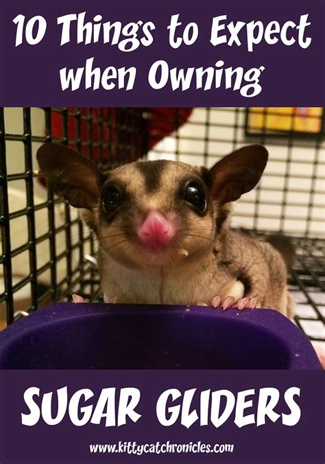 expect  owning sugar gliders savvy pet care